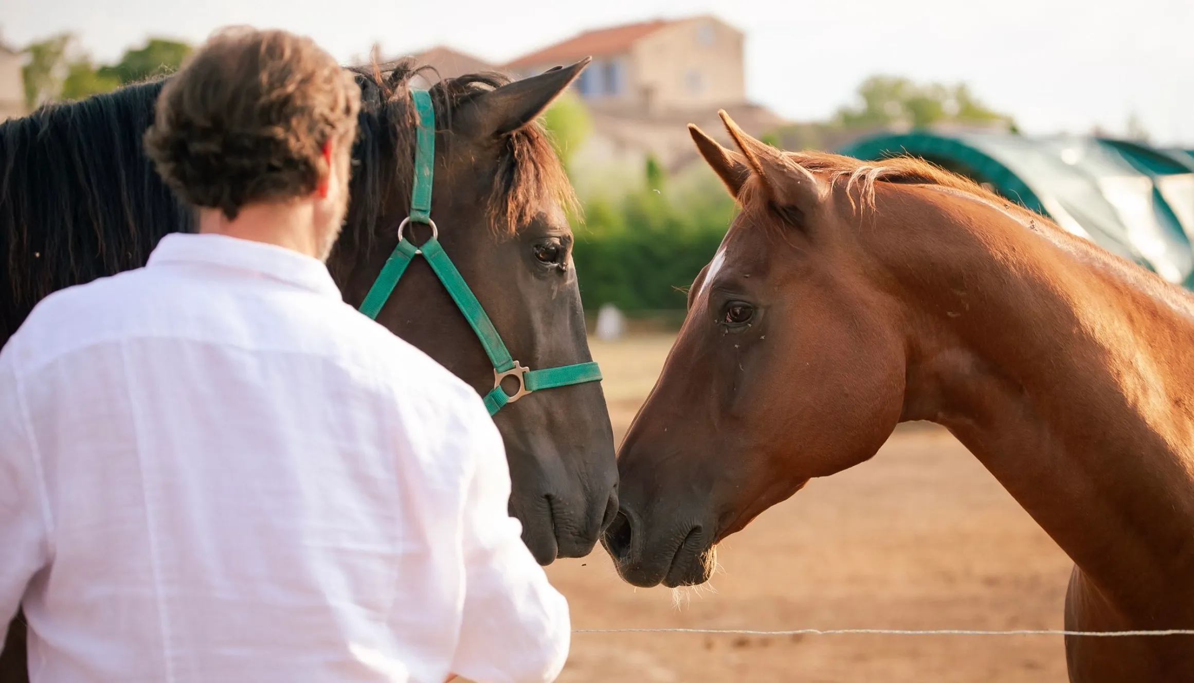 An equicoaching session 14