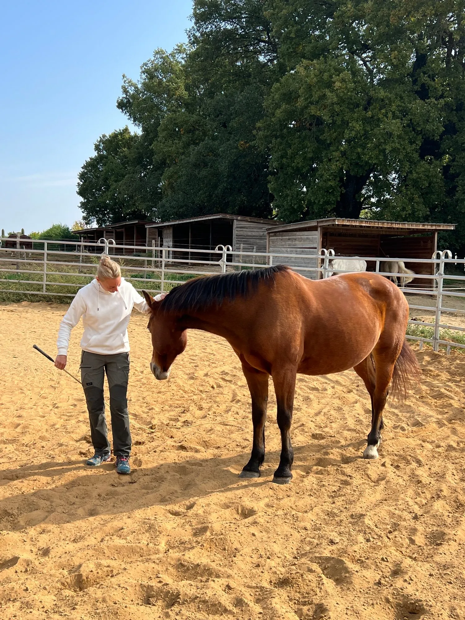 An equicoaching session 3