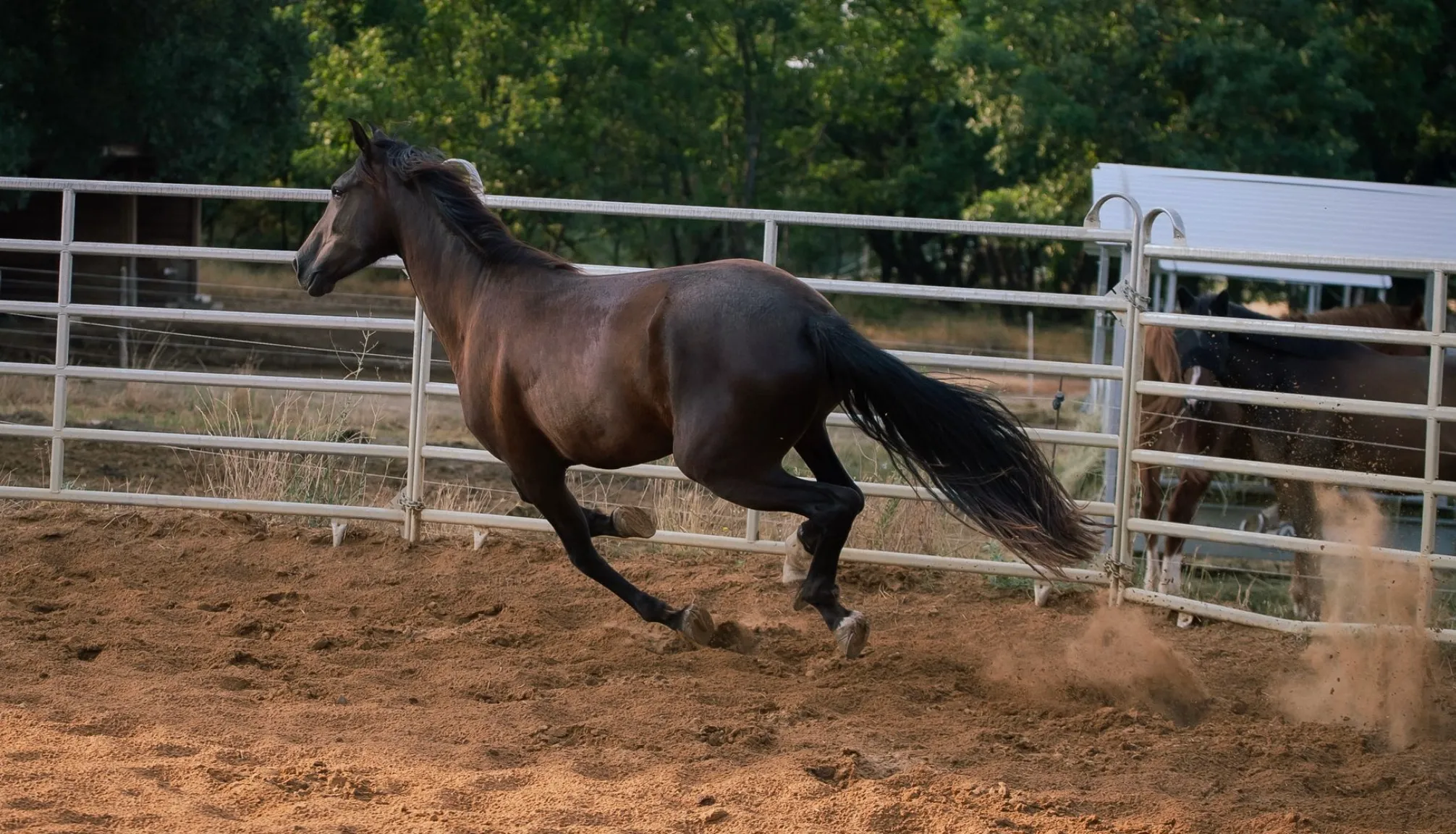 An equicoaching session 5
