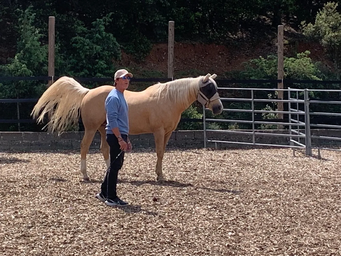 A man observing a still horse, face to face, in late golden light.
